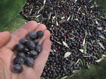 High angle view of hand holding berries