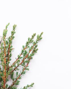 Close-up of plant against white background