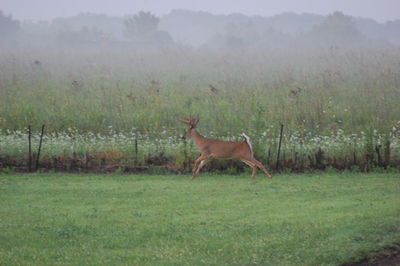 Horse standing in field