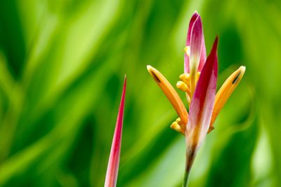 Close-up of red flower bud