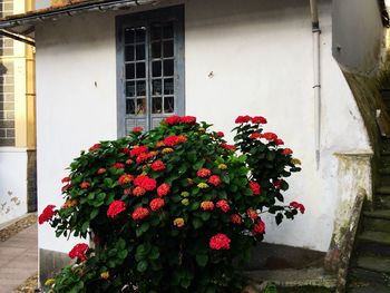 Close-up of red flowers blooming outdoors