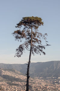 Tree on landscape against sky