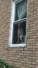 Dog looking through window