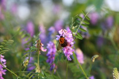 Close-up of bee pollinating on purple flower