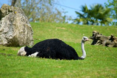 Ostrich on grass against sky