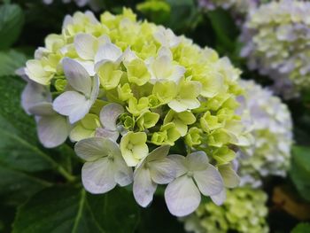 Close-up of hydrangea blooming outdoors