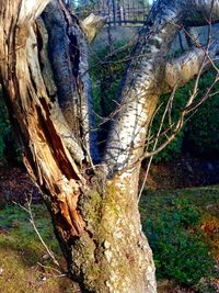 Close-up of tree trunk in field