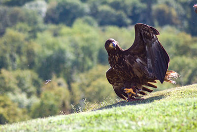 Bird flying over a field