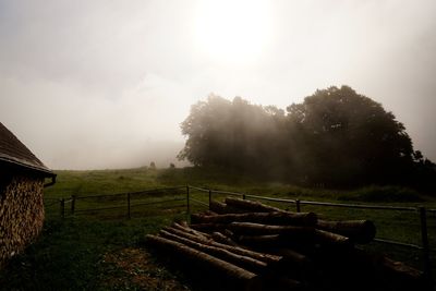 Trees on field