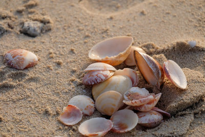 Close-up of shells on beach