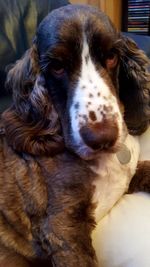 Close-up portrait of dog at home