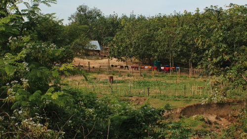 Trees and plants growing on field