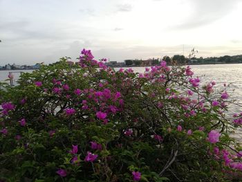 Close-up of pink flowering plants on field against sky