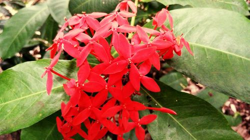 Close-up of red flowers blooming outdoors