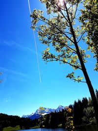 Low angle view of tree against sky