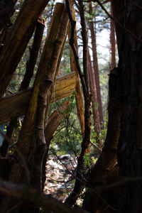 Close-up of tree trunks in forest