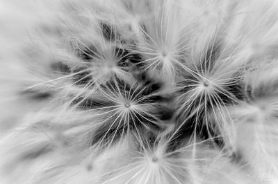 Close-up of dandelion