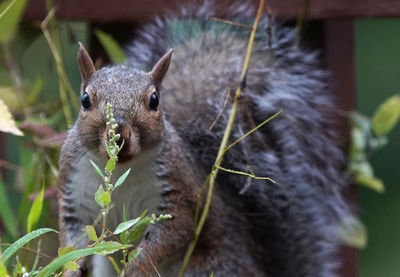 Squirrel caught behind garden flora.