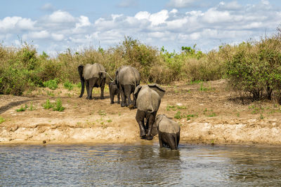 Elephants crossed a river in selous national park
