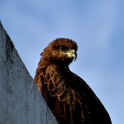 Low angle view of a black kite against sky