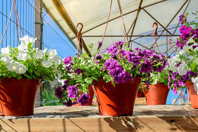 Hanging flower pots with beautiful petunias in the garden center