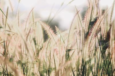 Close-up of stalks in field