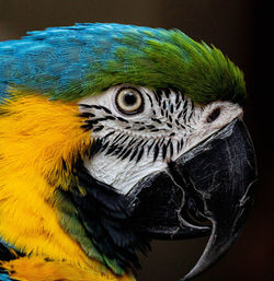 Close-up of a parrot