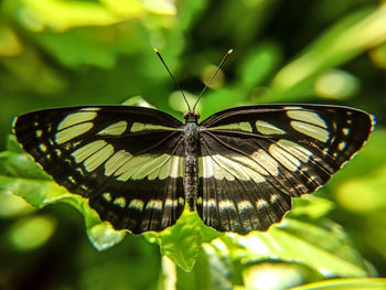 Beautiful wing stretch