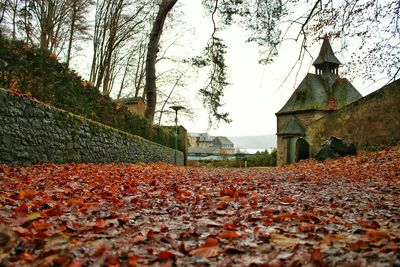 Autumnal leaves on tree