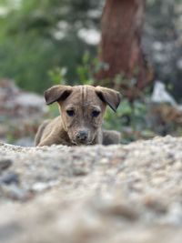 Close-up portrait of a dog