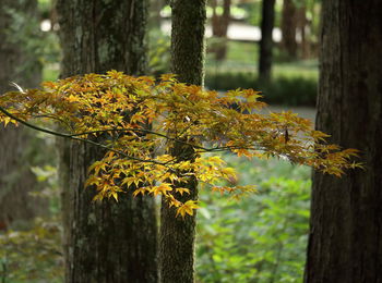 Close-up of yellow flowers growing on tree trunk in forest