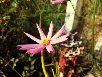 Close-up of flowers blooming outdoors