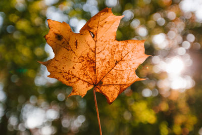 Close-up of dry maple leaves on tree