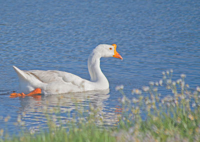 Duck swimming in lake
