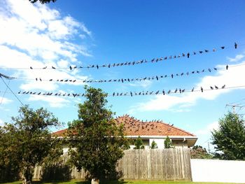 Flock of birds on tree against sky