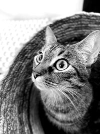 Close-up portrait of a cat