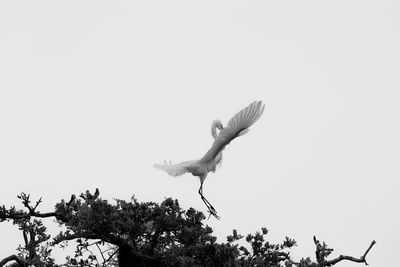 Low angle view of bird on tree against clear sky