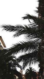 Low angle view of palm tree against clear sky