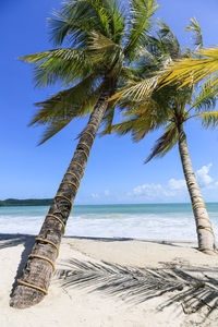 Palm tree by sea against sky