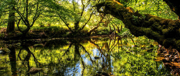 Scenic view of lake in forest