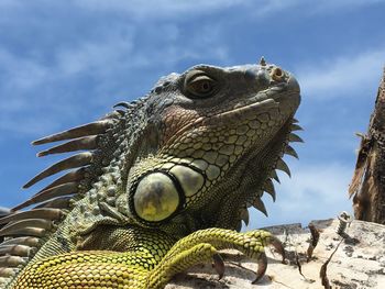 iguana