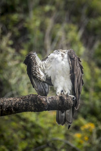 Close-up of eagle perching on branch