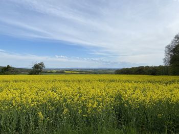 Scenic view of oilseed rape field against sky