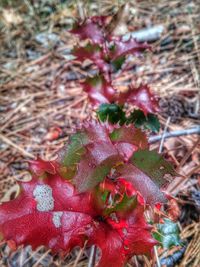 Close-up of plant