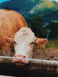 Close-up of cow