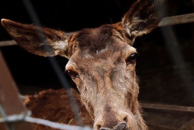 Close-up of an animal