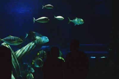 Fish swimming in aquarium