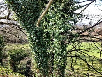 tree
