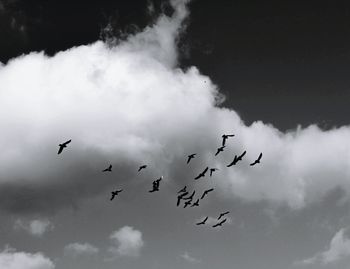 Low angle view of bird flying against cloudy sky