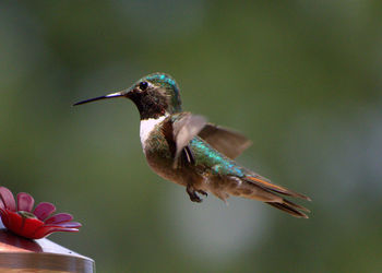 Close-up of hummingbird flying in mid-air